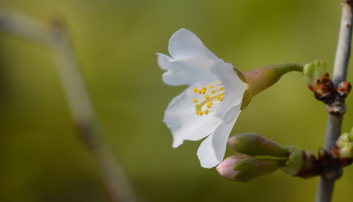 A single bloom on a Kojo-No-Mai cherry tree.