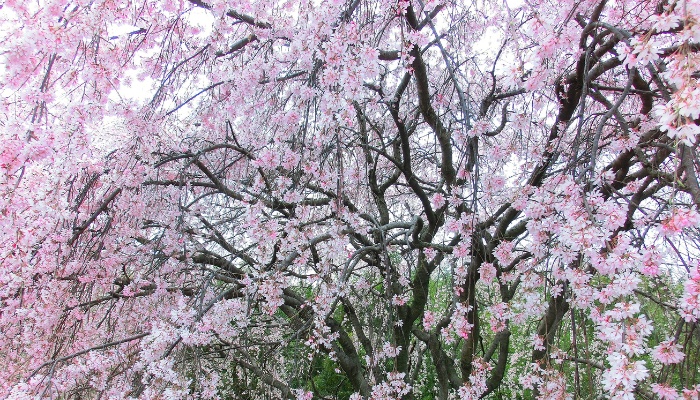 A large weeping cherry tree in full bloom with pink flowers.