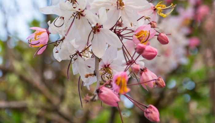 The flowers of a Palawan cherry blossom tree.