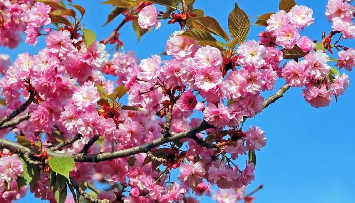 A branch of a cherry blossom tree with pink flowers and new green leaves.