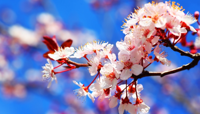 Lovely pink cherry blossoms against a bright blue sky.