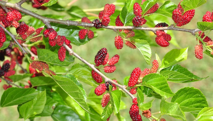 Branches of a red mulberry tree loaded with red berries.