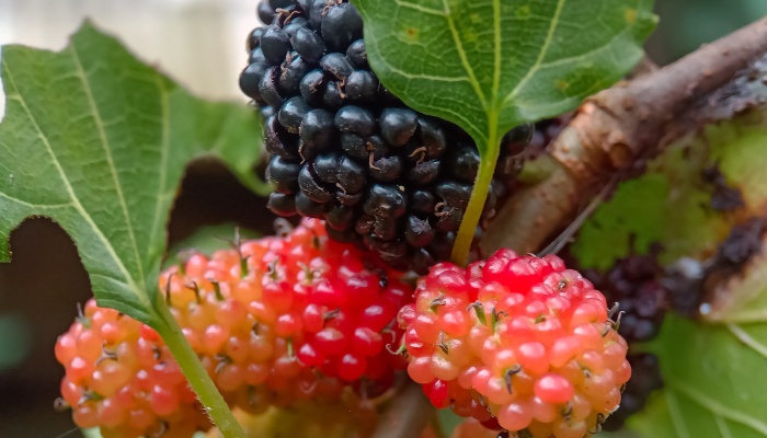 A red mulberry tree branch with developing fruit in various stages of ripening.