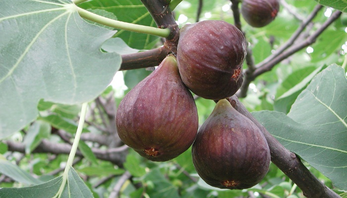 Several figs ripening on a healthy fig tree in late summer.