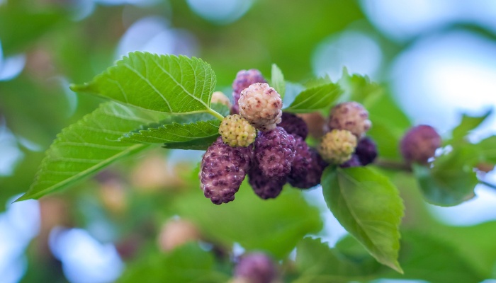 A single branch of a mulberry tree with developing berries.