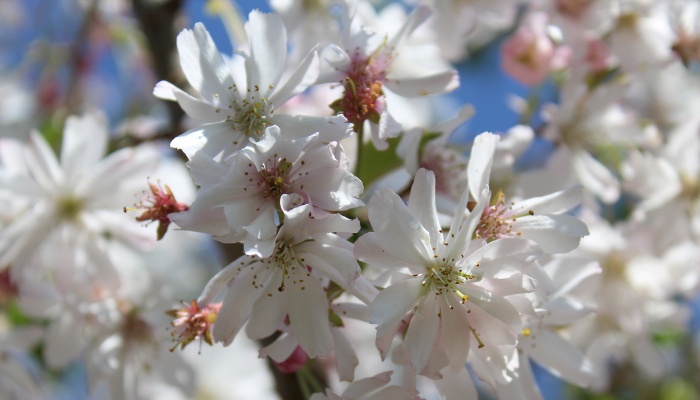 White spring blooms of an Autumn cherry tree.