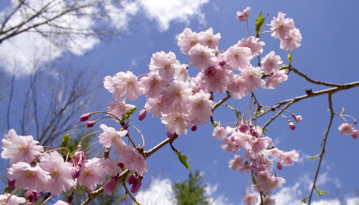 The pink double blooms of Weeping Extraordinaire cherry tree against a blue sky.