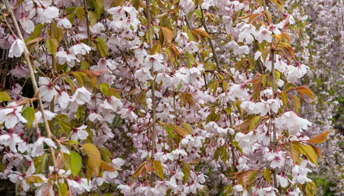 A Weeping Higan cherry tree in bloom with leaves beginning to appear.