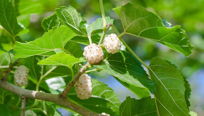 Several berries on a white mulberry tree.