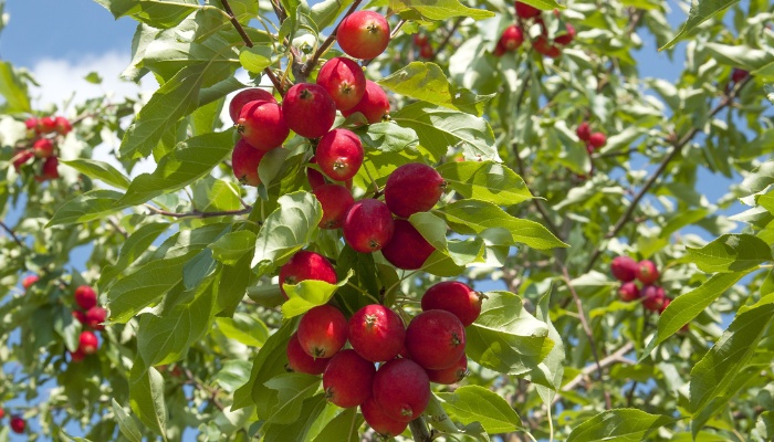 Winesap apples growing on the tree.