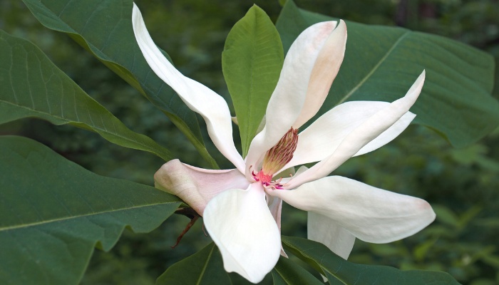 A flower of the Bigleaf magnolia tree.