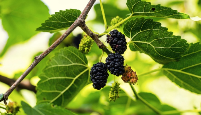 Fruits growing on a black mulberry tree.