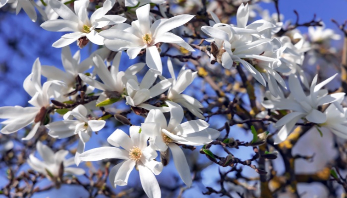 Branches of Royal Star magnolia in full bloom.
