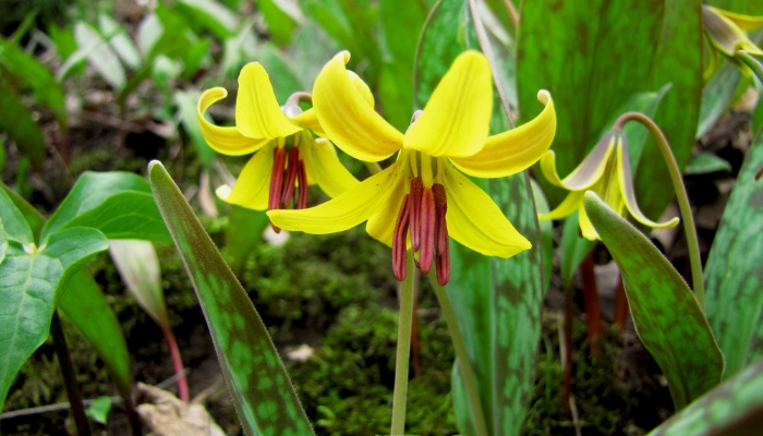 A yellow dog's tooth violet or trout lily in full bloom.