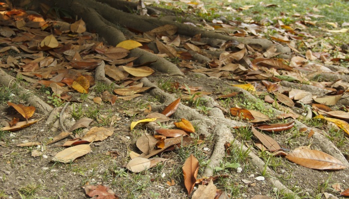 Visible surface roots of a Southern magnolia tree.