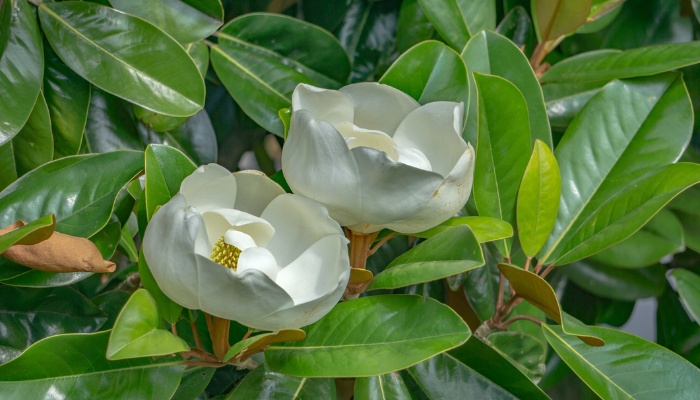 Two white flowers of the Fraser magnolia tree.