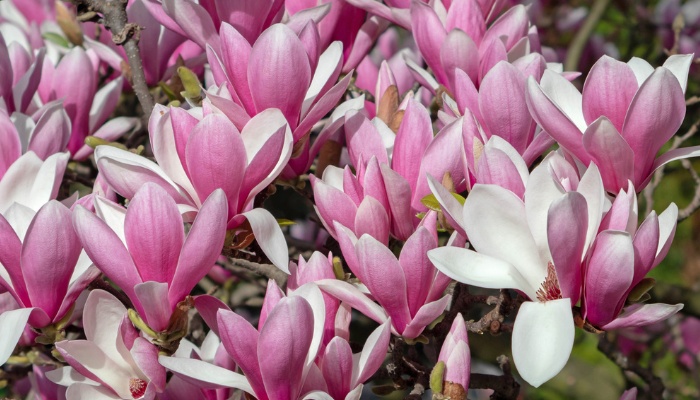 A mature, healthy Jane magnolia tree in full bloom.