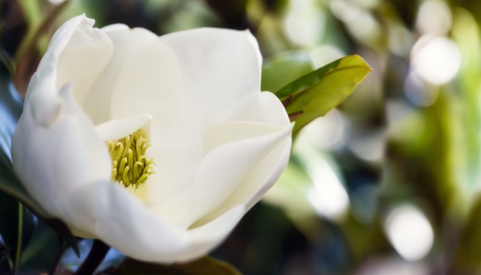 A close look at a Little Gem magnolia flower almost fully open.