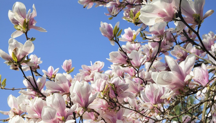 Branches of a magnolia tree in full bloom with blush-colored flowers.