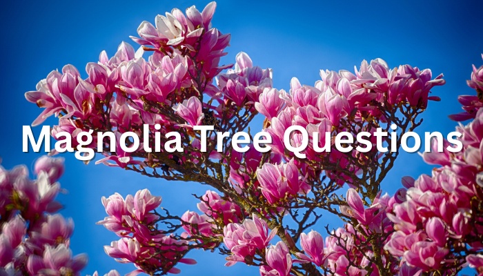Magnolia Tree Questions