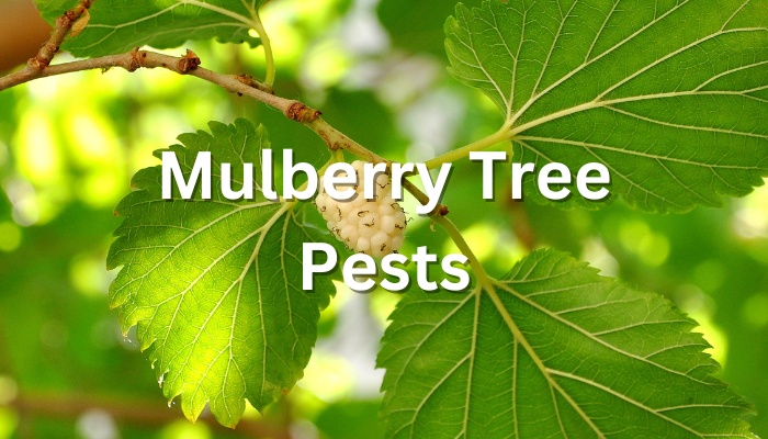 Mulberry Tree Pests