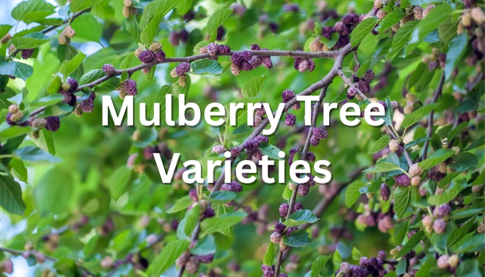 Mulberry tree varieties
