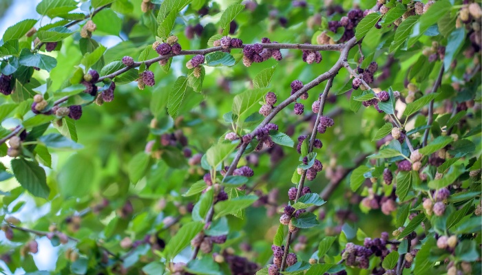 Dozens of purple berries on a mulberry tree.