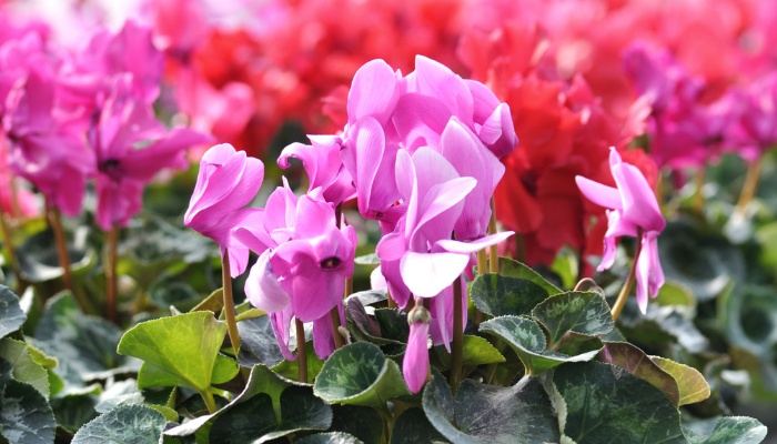 Purple cyclamen in full bloom with red flowers visible in the background.