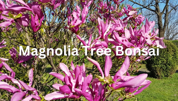 Purple magnolia blossoms on a spring day with the text, Magnolia Tree Bonsai.