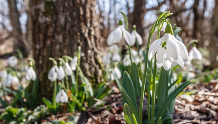 Snowdrop flowers blooming at the base of a large tree.