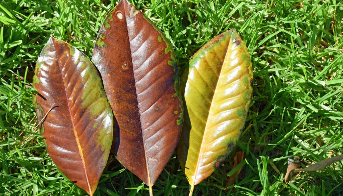 Three magnolia leaves in various stages of browning.