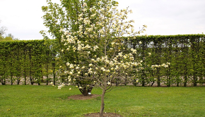 A young magnolia tree blooming in a well-manicured yard.