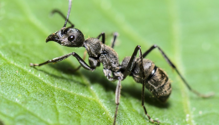 A black carpenter ant on a green leaf.