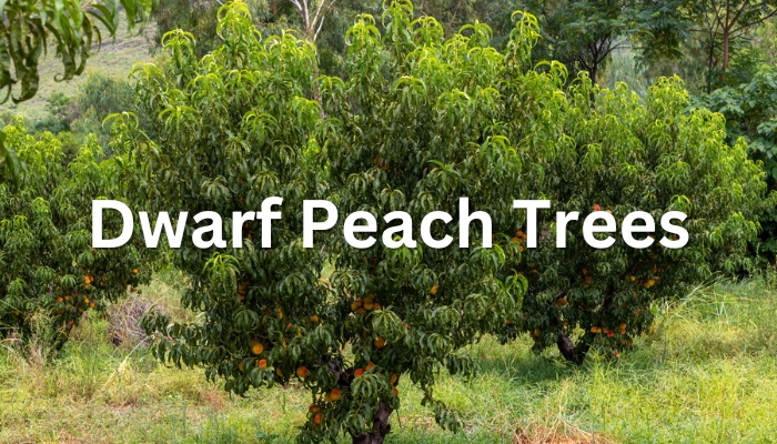 A small peach tree in a field with the text Dwarf Peach Trees.