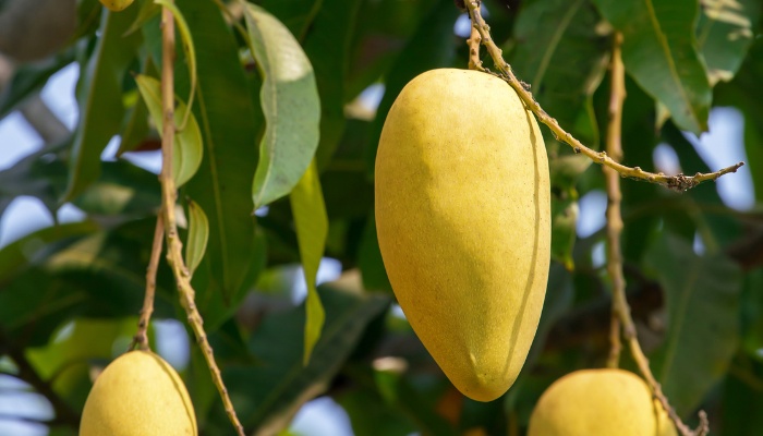 Several Francis mangoes hanging on the tree.