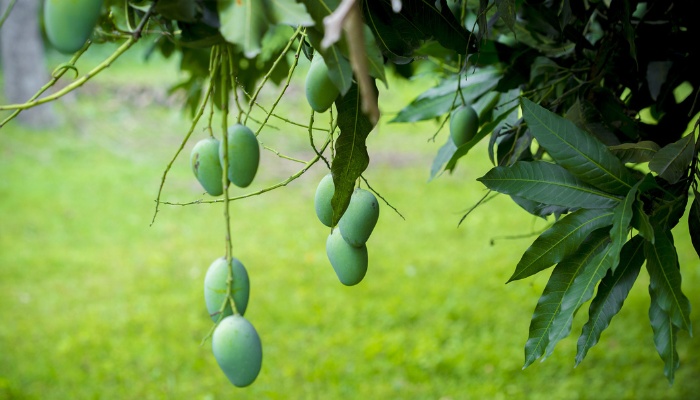 Green mangoes hanging on a mature mango tree on a sunny day.