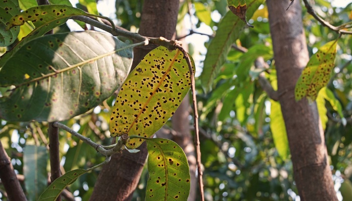 Several mango leaves showing symptoms of anthracnose.