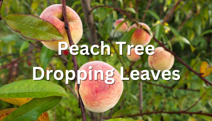 Peaches on tree with sick leaves and the text Peach Tree Dropping Leaves.