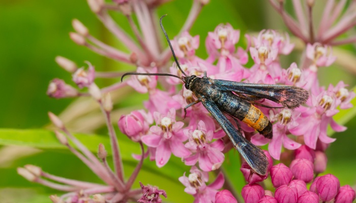 An adult peachtree borer moth visiting flowers for nectar.