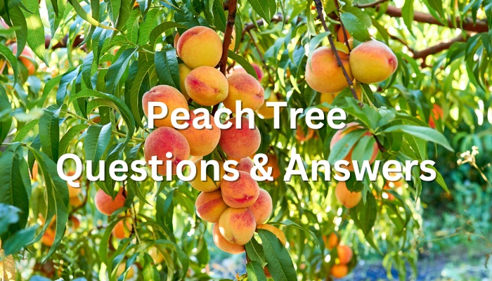 Branches of a peach tree with many fruits ripening and the text Peach Tree Questions & Answers.