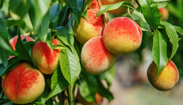 Numerous peaches hanging on a healthy tree.