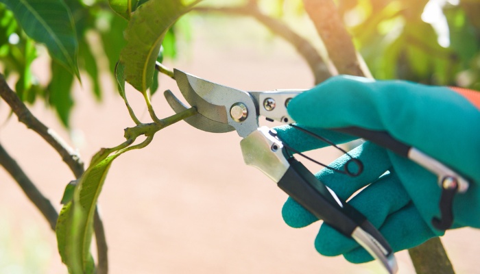 A person using pruning shears to remove the tip from a mango branch.