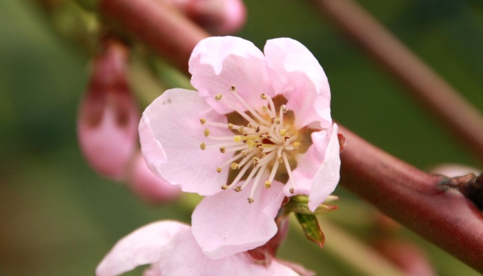 The delicate pink blossom of a Redhaven peach tree.