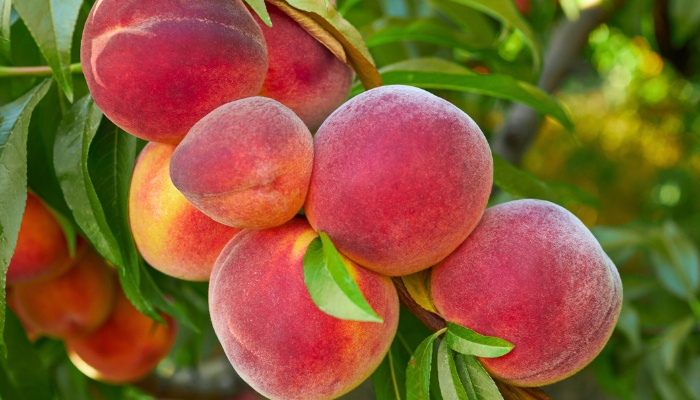 A Redskin peach tree with bunches of fruit ripening on the branches.